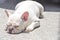 Lie down French bulldog or sleeping dog