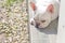 Lie down French bulldog ,sleeping dog