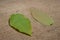 Lie on a jute fabric on new born leaves