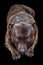 Lies a dog head forward breed staffordshire bull terrier