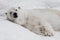 Lies relaxed. Powerful polar bear lies in the snow, close-up