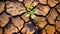 Life Amidst Adversity: A Close-up of a Young Plant and Dry Cracks in Fine-Grained Soil
