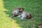 Life animals monkeys family playing eat drink and rest relax on floor garden park at outdoor of Phra Kal Shrine near ancient ruins