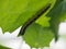 Life in the balance - Caterpillar on underside of nasturtium leaf