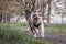 Life of a boisterous Australian Shepherd puppy. A blue merle pup runs around the field improving his fitness, agility and gaining