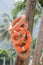 Life Buoy on coconut tree