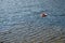 Life buoy floating isolated on river