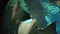 Life in captivity, fish stingrays swim at oceanarium in blue water