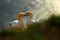 Life on cliff. Portrait of pair of Northern Gannet, Sula bassana, evening orange light in the background. Two birds love in sunset