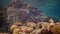 Life coral reef. Static video, coral reef in the Red Sea, Abu Dub. Beautiful underwater landscape with tropical fish and corals.