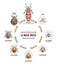 Life cycle of bed bug with all parasite evolution stages outline diagram
