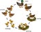 Life cycle of bird. Stages of development of wild duck mallard from egg to duckling and adult bird