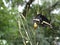 Life Cycle of the Black Swallowtail Butterfly