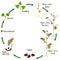 Life cycle of a buckwheat plant on a white background.