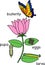 Life cycle of butterfly on flower. Complete holometabolous metamorphosis