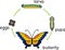 Life cycle of butterfly. Life cycle of butterfly. Complete holometabolous metamorphosis