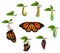 Life Cycle Of Butterfly Realistic Set