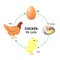 Life Cycle of A Chicken