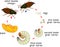 Life cycle of cockchafer. Sequence of stages of development of cockchafer Melolontha melolontha from egg to adult beetle