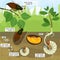 Life cycle of cockchafer. Sequence of stages of development of cockchafer Melolontha melolontha from egg to adult beetle