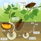 Life cycle of cockchafer. Sequence of stages of development of cockchafer Melolontha melolontha from egg to adult beetle