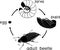 Life cycle of cockchafer. Sequence of stages of development of cockchafer Melolontha sp. from egg to adult beetle