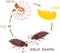 Life cycle of cockchafer. Sequence of stages of development of cockchafer Melolontha sp. from egg to adult beetle