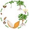 Life cycle of cocoa tree on a white background.