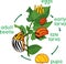 Life cycle of Colorado potato beetle or Leptinotarsa decemlineata. Stages of development from egg to adult insect