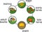 Life cycle of Colorado potato beetle or Leptinotarsa decemlineata. Stages of development from egg to adult insect