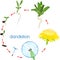 Life cycle of dandelion plant or taraxacum officinale. Stages of growth from seed to adult plant