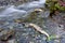 Life cycle dead chum salmon on river edge time exposure