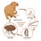Life cycle of dog flea. Vector illustration. Infection. The spread of infection. Diseases. Fleas animals.