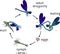 Life cycle of dragonfly. Sequence of stages of development of dragonfly from egg to adult insect