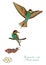 Life cycle of European bee-eater