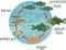 Life cycle of fish. Sequence of stages of development of fish from egg to adult animal