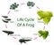 Life cycle of frog