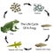 The life cycle of a frog