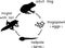 Life cycle of frog. Stages of development of frog from egg to adult animal