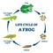 Life cycle of a frog vector illustration. Labeled education growth scheme.