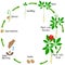 Life cycle of a ginseng Panax ginseng plant on a white background.