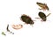 Life cycle of great diving beetle