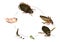 Life cycle of great diving beetle