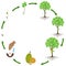 Life cycle of jackfruit tree on a white background.