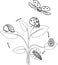 Life cycle of ladybug coloring page. Stages of development of ladybug from egg to adult insect