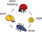 Life cycle of ladybug. Stages of development of ladybug from egg to adult insect