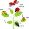 Life cycle of ladybug. Stages of development of ladybug from egg to adult insect