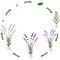 Life cycle of a lavender plant on a white background.