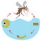 Life Cycle of the Mosquito