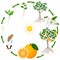 A life cycle of an orange tree on a white background.